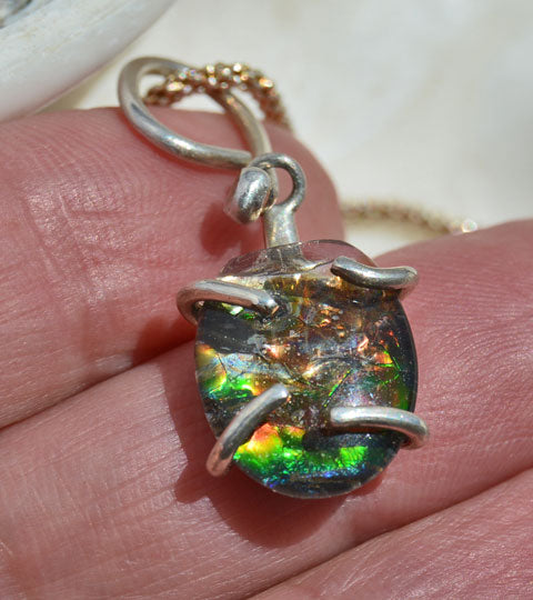 Ammolite turtle shell